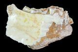 Oligocene Ruminant (Leptomeryx) Jaw Section #70089-1